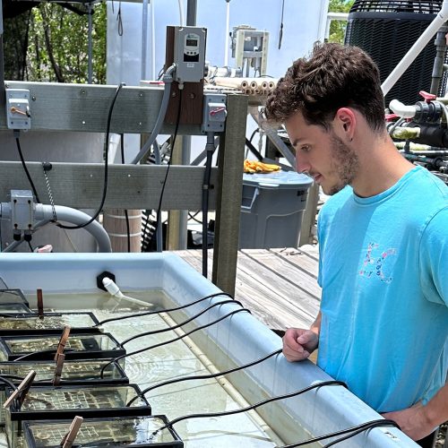 Student stands outside over a holding tank full of crabs