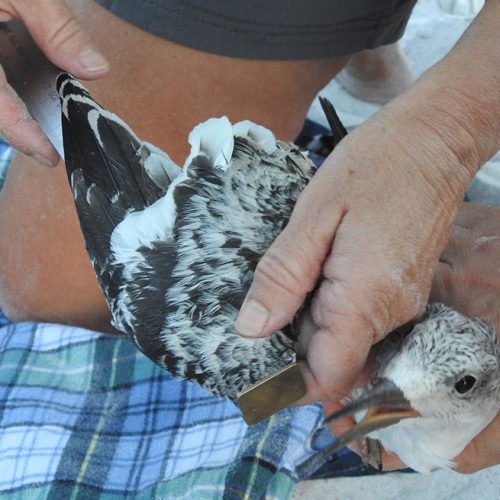 Bird being held by hands while wing length is measured